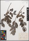 Foto von Salix caprea L. x Salix myrsinifolia Salisb.